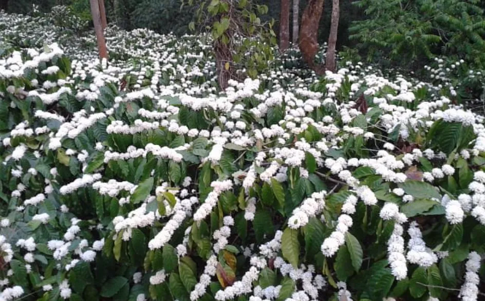Cozy homestay interior in Chikkamagaluru