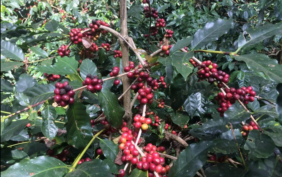 Misty morning in Chikkamagaluru